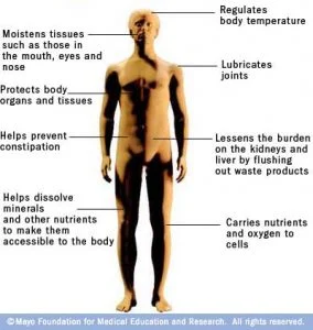 What Water Does In Your Body What Water Does In Your Body