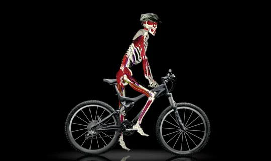 body geometry