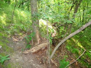 Minnesota River Valley Mountain Bike Trail