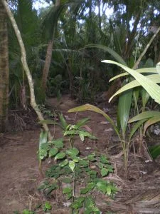 Cerro Gordo Mountain Bike Trail Review