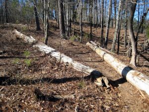 Whirlpool Mountain Bike Trail System