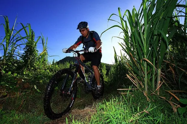 Mountain Biking in Sugar Cane Fields Mountain Biking in Sugar Cane Fields
